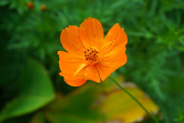 Drops of dew on the fresh orange petal flower after the rain