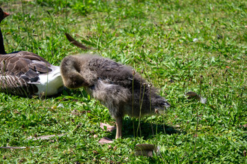 Entenküken Entenbaby Entenbaby
