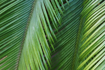 Naklejka na ściany i meble Blured background with palm leaves.