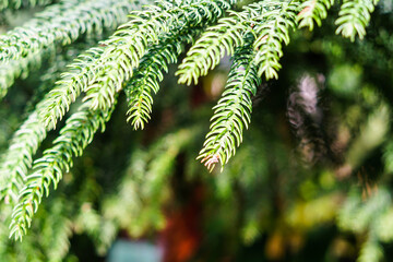 Beautiful background with cedar needles. Selective focus.