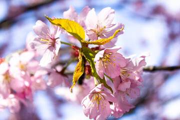 Fototapeta na wymiar Macro photo of flowering sakura branches. Pale pink flower branches in spring
