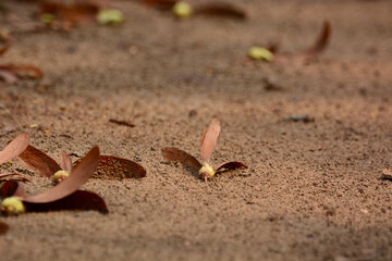 Yang is fallen for the tree