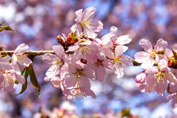 Macro photo of flowering sakura branches. Pale pink flower branches in spring