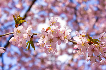 Macro photo of flowering sakura branches. Pale pink flower branches in spring