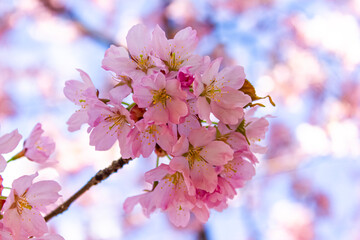 Macro photo of flowering sakura branches. Pale pink flower branches in spring