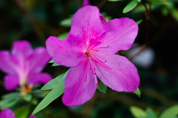 Rhododendrons blossom in botanical garden. Selective focus