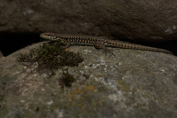 common wall lizard podarcis muralis Reptile Close up Portrait Clear
