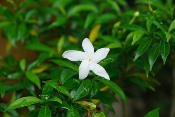 Drops of dew on the white jasmine fresh flower after the rain. fresh raindrop on the flower