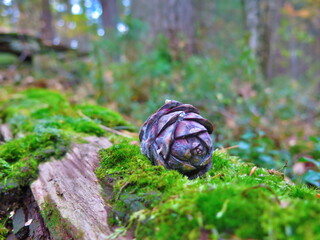 moss in the forest