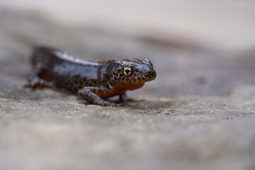 Alpine newt Ichthyosaura alpestris Amphibian Orange Belly