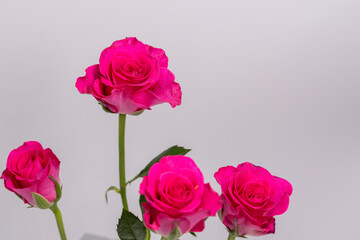 Obraz premium Spray róż