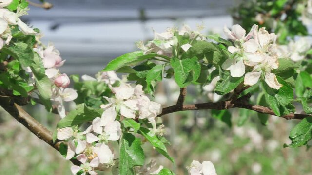 many flowers of an apple tree in an orchard