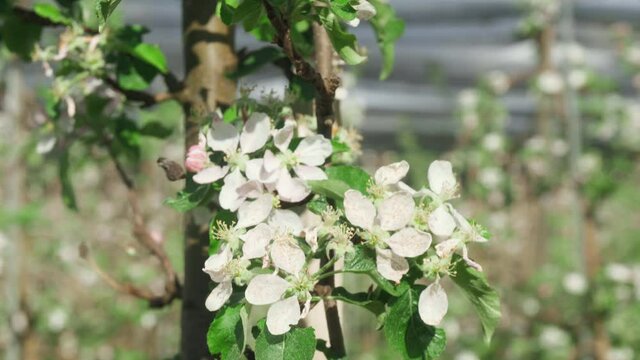 many flowers of an apple tree in an orchard