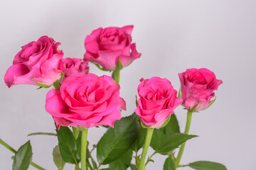 Fototapeta premium Spray róż