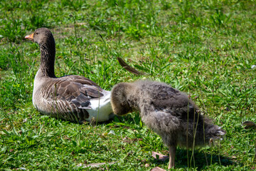 Entenküken Entenbaby Entenbaby
