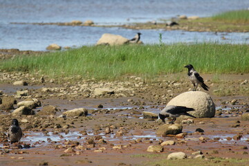 a crow on stones looks into the left