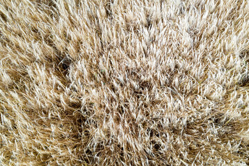 espigas de trigo secas y doradas	