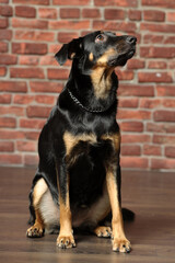 black and brown mongrel dog,