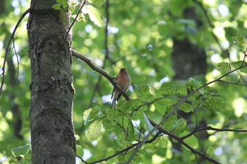 finch on a tree branch
