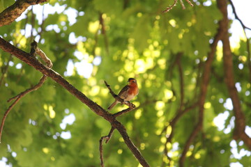 the Robin bird on a tree branch with green caterpillars