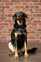 black and brown mongrel dog,