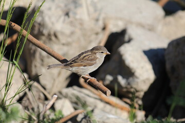 the gray sparrow chick on a piece of reinforcement