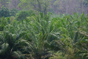 Fototapeta premium palm tree in open garden 
