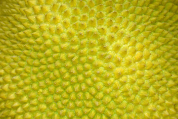 Jackfruit,Green fruit with thorny bark and rare only in Asia.