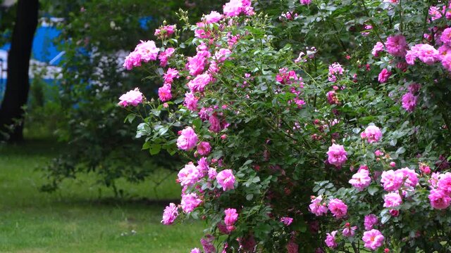 Large rose bushes with large pink flowers On the background of people walking and trams ride. Flora of the city Park. urban landscape. 4k video