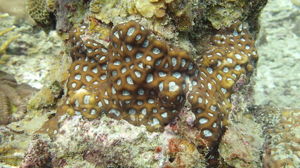 Coral found at coral reef area at Tioman island, Malaysia
