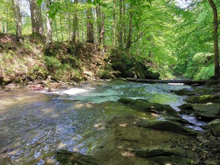 river in the forest