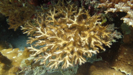 Naklejka na ściany i meble Coral found at coral reef area at Tioman island, Malaysia