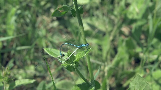 Dragonflies Mating By the Lake 