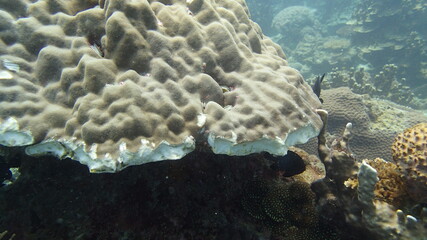 Coral found at coral reef area at Tioman island, Malaysia