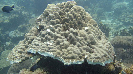 Coral found at coral reef area at Tioman island, Malaysia