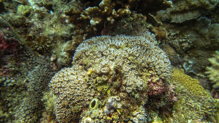 Coral found at coral reef area at Tioman island, Malaysia