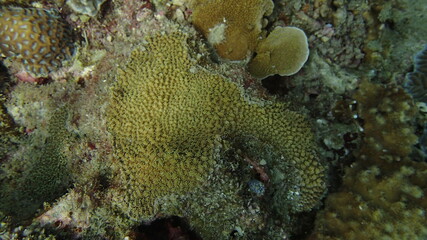 Coral found at coral reef area at Tioman island, Malaysia