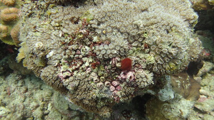 Coral found at coral reef area at Tioman island, Malaysia