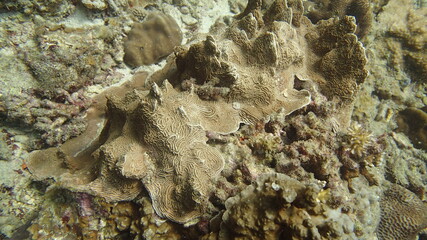 Coral found at coral reef area at Tioman island, Malaysia