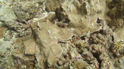 Coral found at coral reef area at Tioman island, Malaysia
