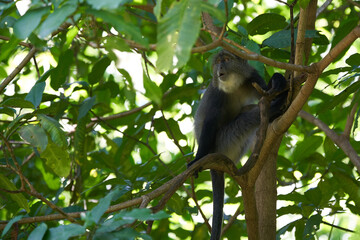 Obraz premium Blue monkey diademed monkey Cercopithecus mitis Portrait Species of Old World monke