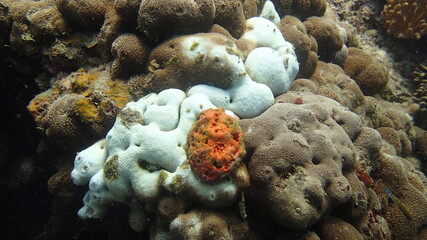 Coral found at coral reef area at Tioman island, Malaysia
