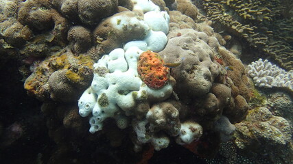 Naklejka na ściany i meble Coral found at coral reef area at Tioman island, Malaysia