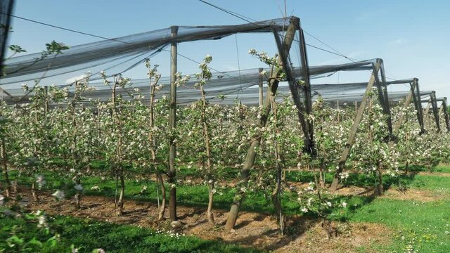 fruit plantation with many rows low trunk apples