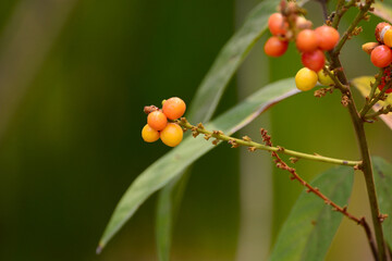 Lepisanthes rubiginosa is grow on a plant branch 