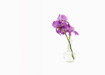 Still life with a beautiful fresh spring flower purple Iris in a glass vase bottle isolated on white background. Minimal art composition.