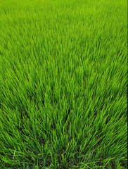 Full Frame Green Grass Lawn texture background. Top view