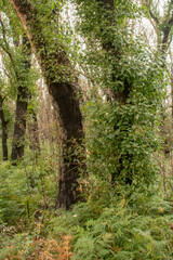 Australian bushfires aftermath: eucalyptus trees recovering after severe fire damage. Eucalyptus can survive and re-sprout from buds under their bark or from a lignotuber at the base of the tree.