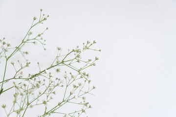 白い花のアップ　花　クローズアップ　かすみ草　白背景　白　花　小花　ナチュラル　雰囲気　コピースペース　余白　文字スペース　背景　背景素材　グラフィック素材　爽やか　部屋　ホワイト