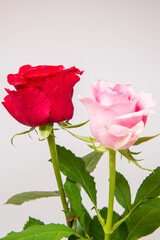 Obraz premium バラ